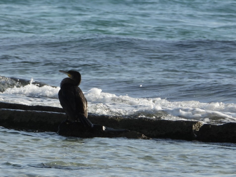 カワウ - ML646224646