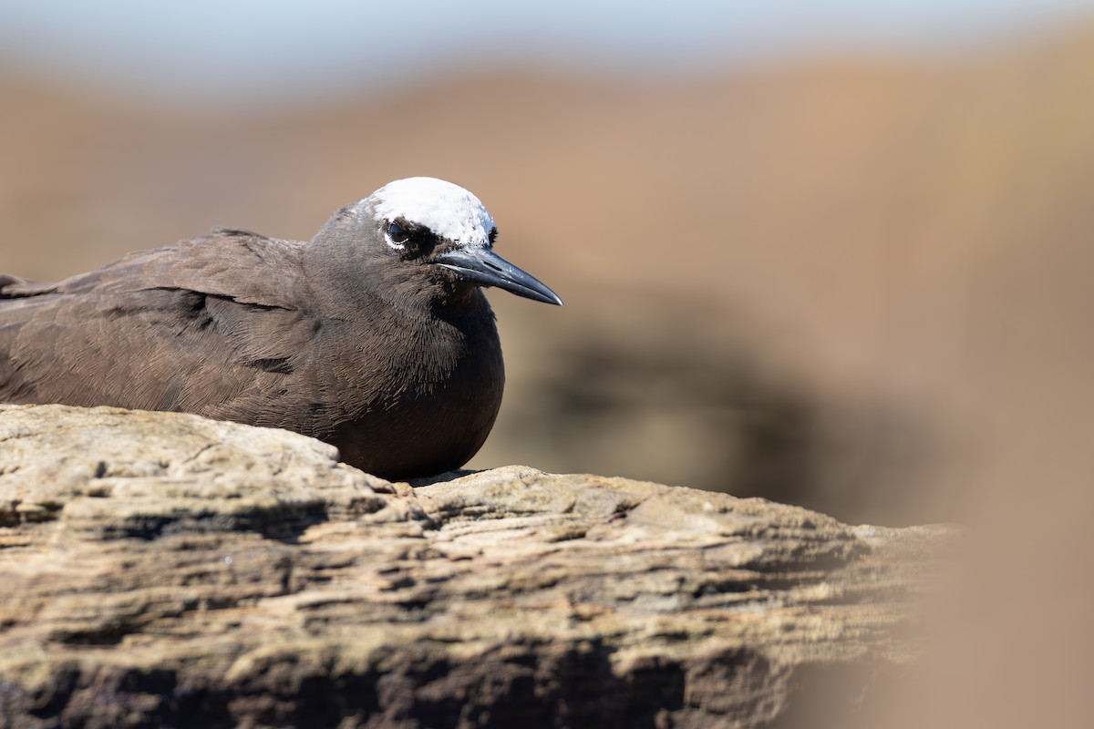 ヒメクロアジサシ - ML646224647