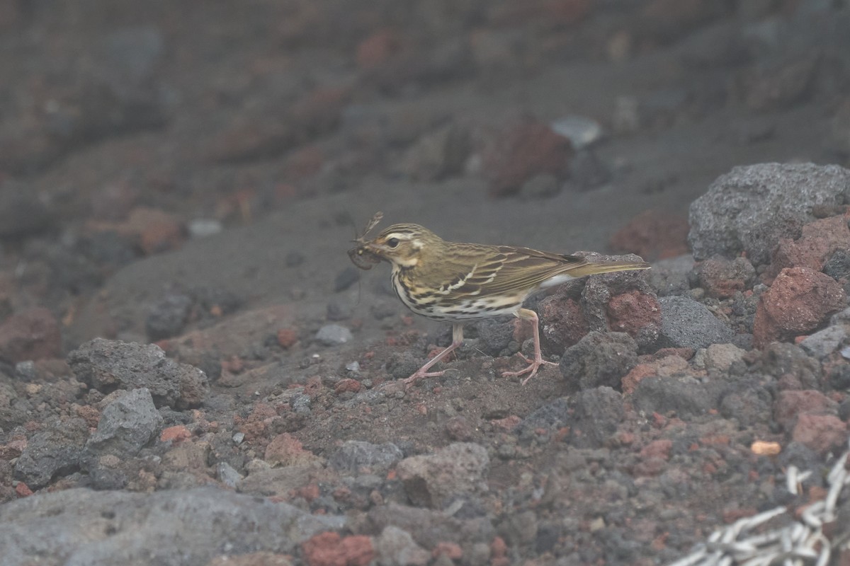 ビンズイ - ML646224648