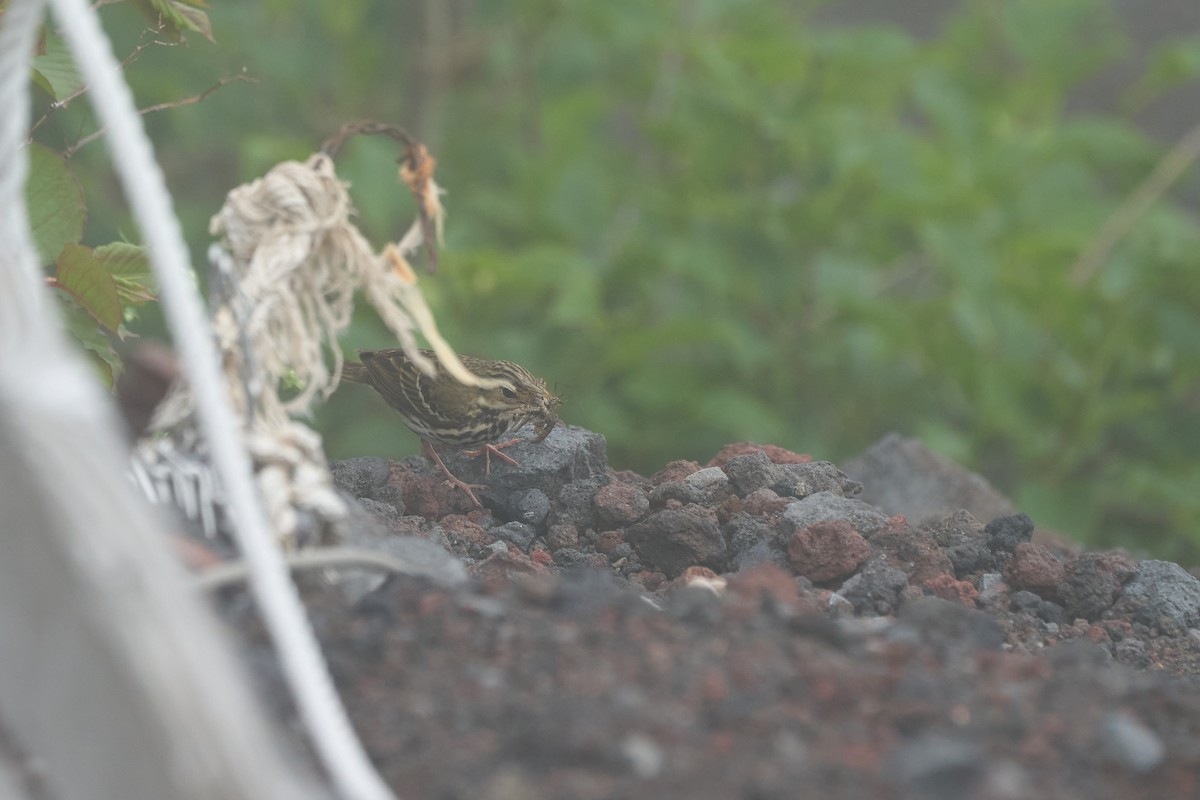 ビンズイ - ML646224649