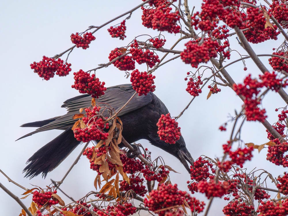 ワタリガラス - ML646224650