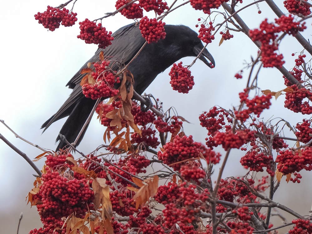 ワタリガラス - ML646224651