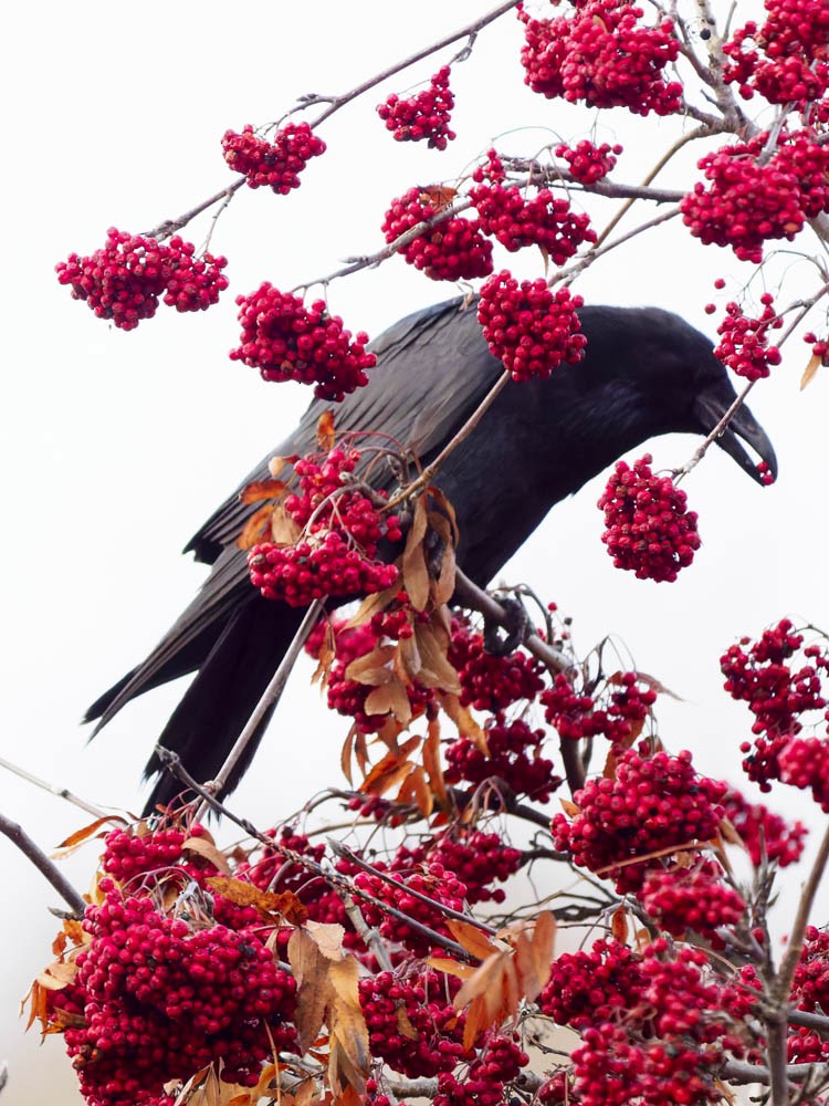 ワタリガラス - ML646224652