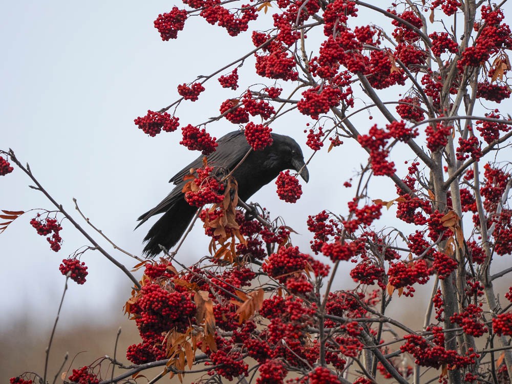 ワタリガラス - ML646224653