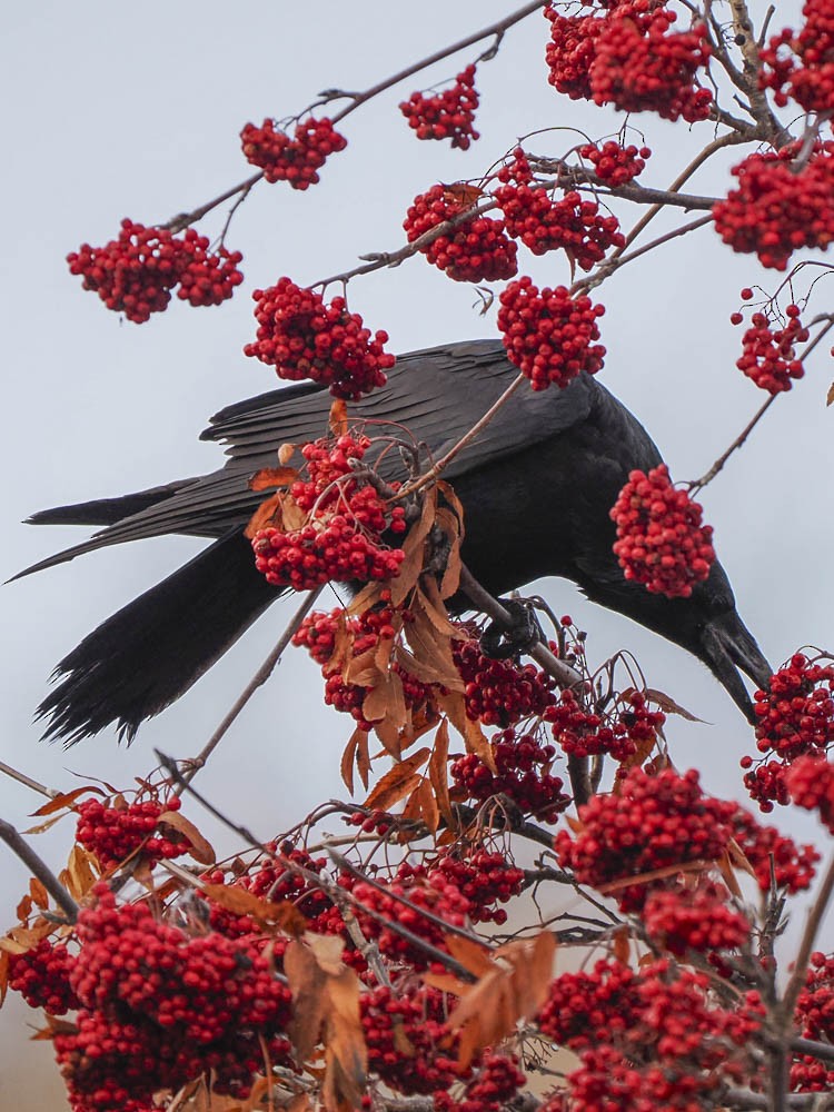 ワタリガラス - ML646224654