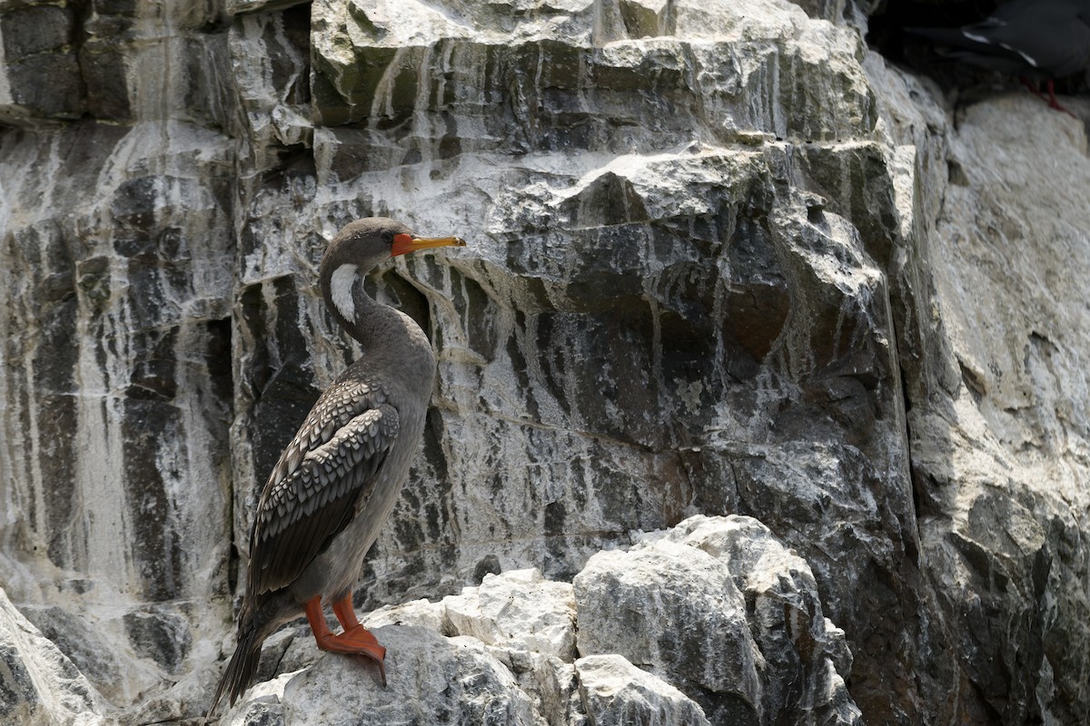 サカツラウ - ML646224655