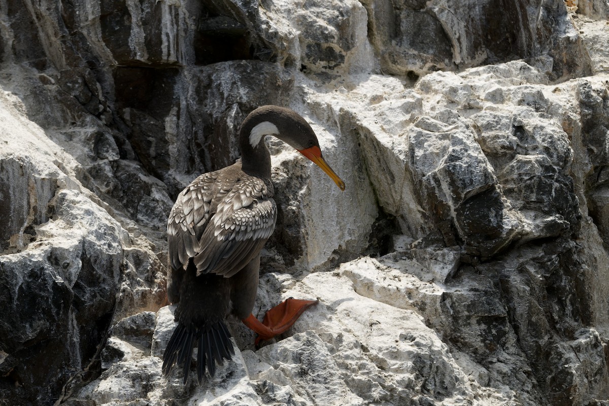 サカツラウ - ML646224656