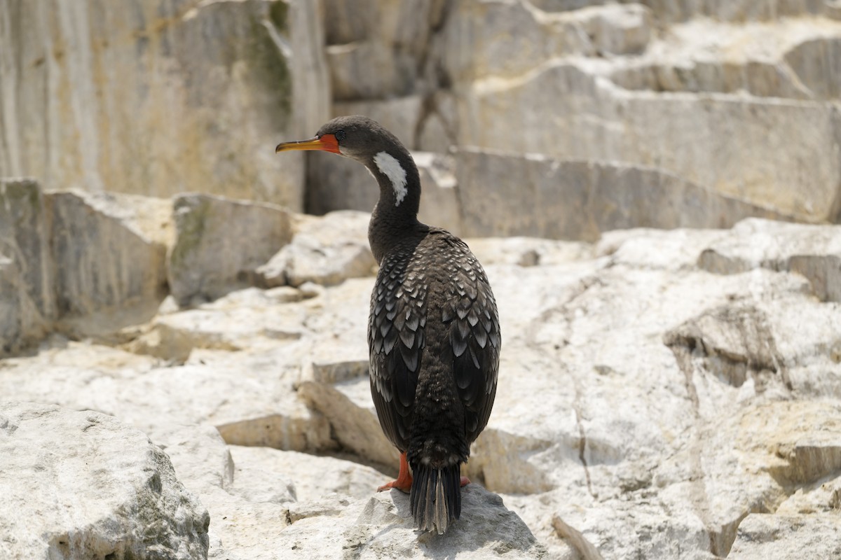 サカツラウ - ML646224657