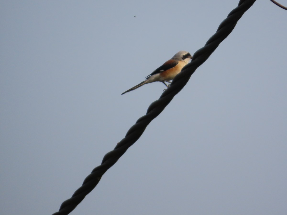 クロビタイセアカモズ - ML646224658