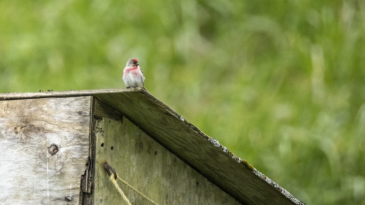 ベニヒワ（亜種 ベニヒワ flammea／rostrata/islandica）ベニヒワ（flammea グループ／亜種 イメベニヒワ） - ML646224659