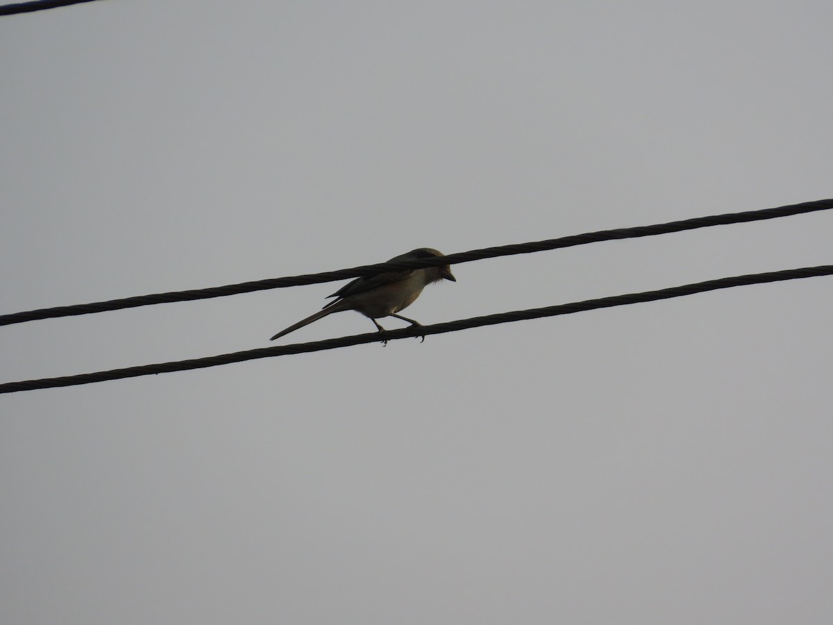 タカサゴモズ - ML646224660