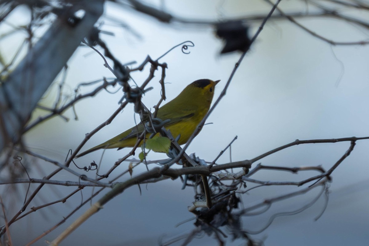 Takkeli Ötleğen - ML646224661