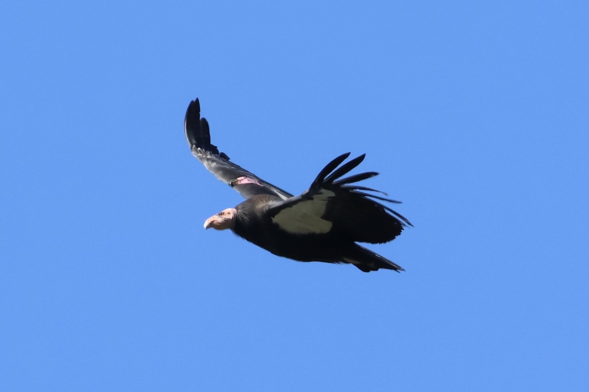California Condor - ML646224664