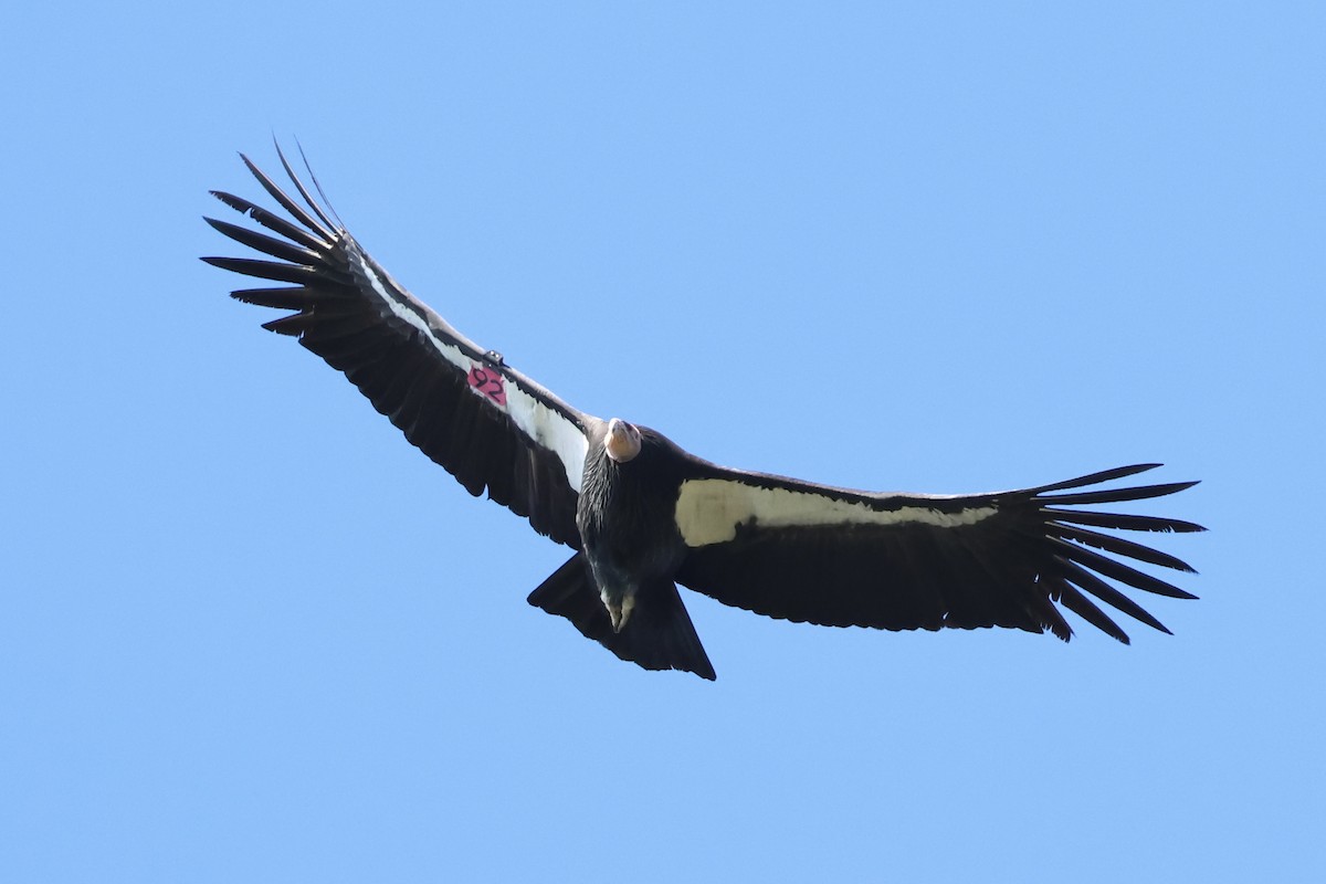 California Condor - ML646224665