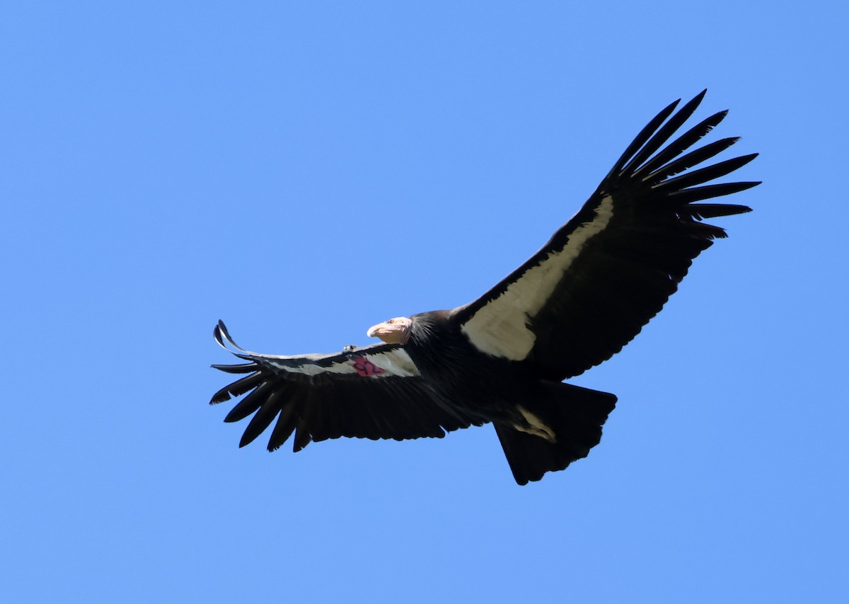 California Condor - ML646224666