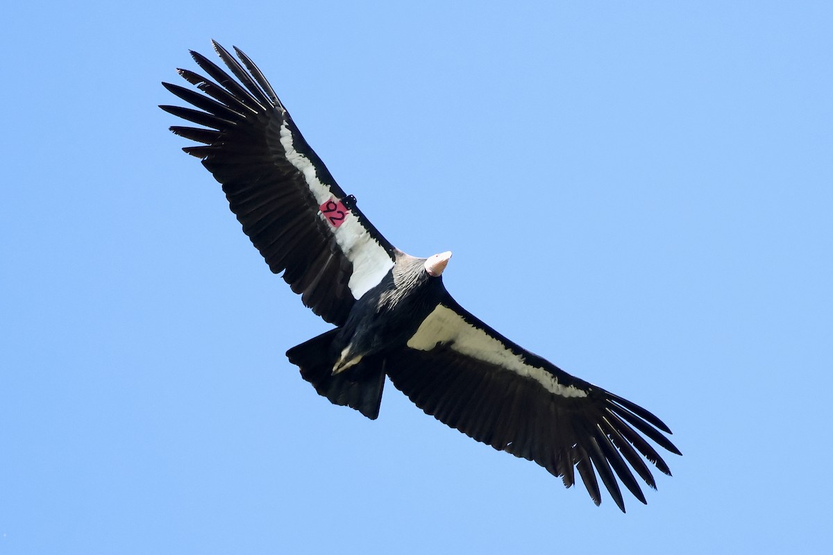 California Condor - ML646224667