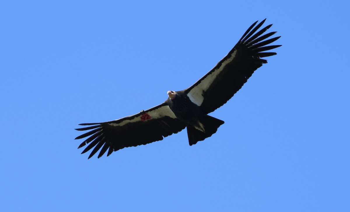 California Condor - ML646224668