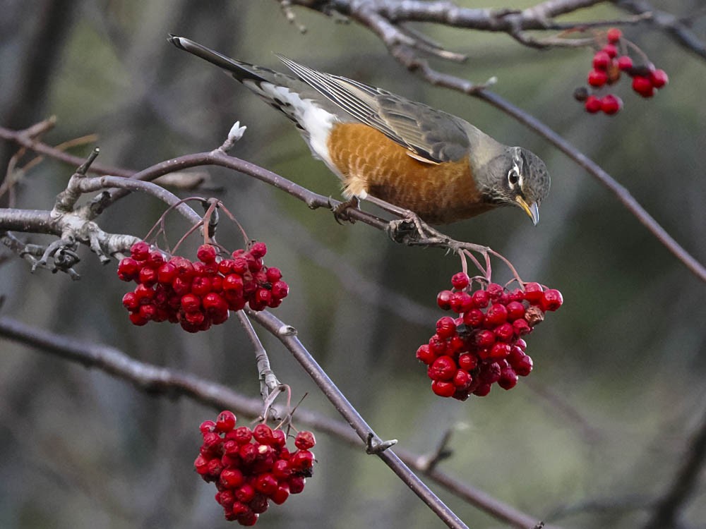 Merle d'Amérique - ML646224672