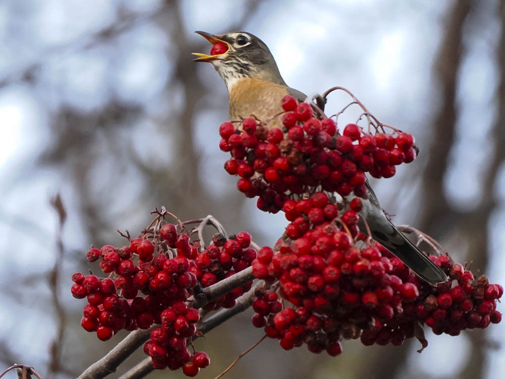 Merle d'Amérique - ML646224673