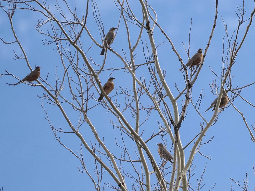 Merle d'Amérique - ML646224674