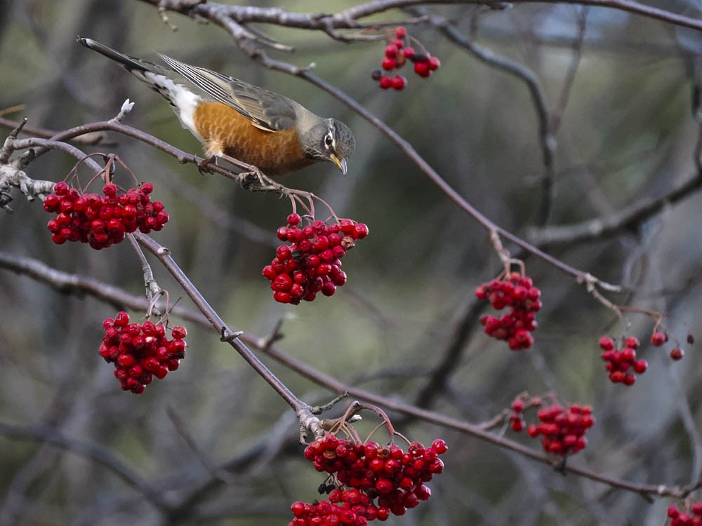 Merle d'Amérique - ML646224675
