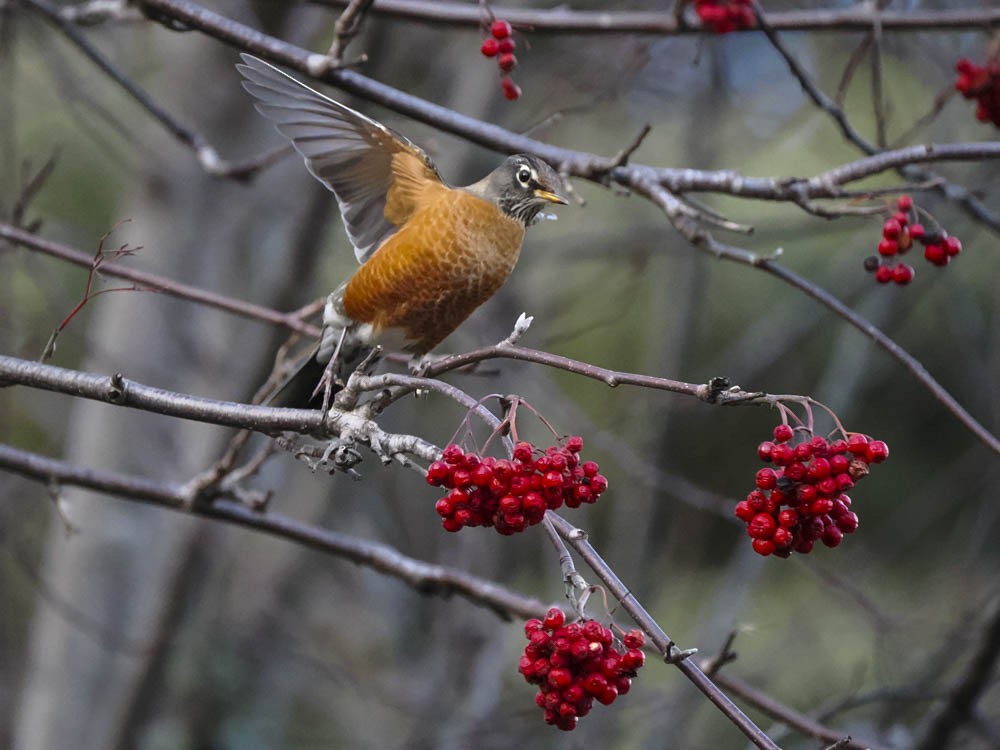 Merle d'Amérique - ML646224676