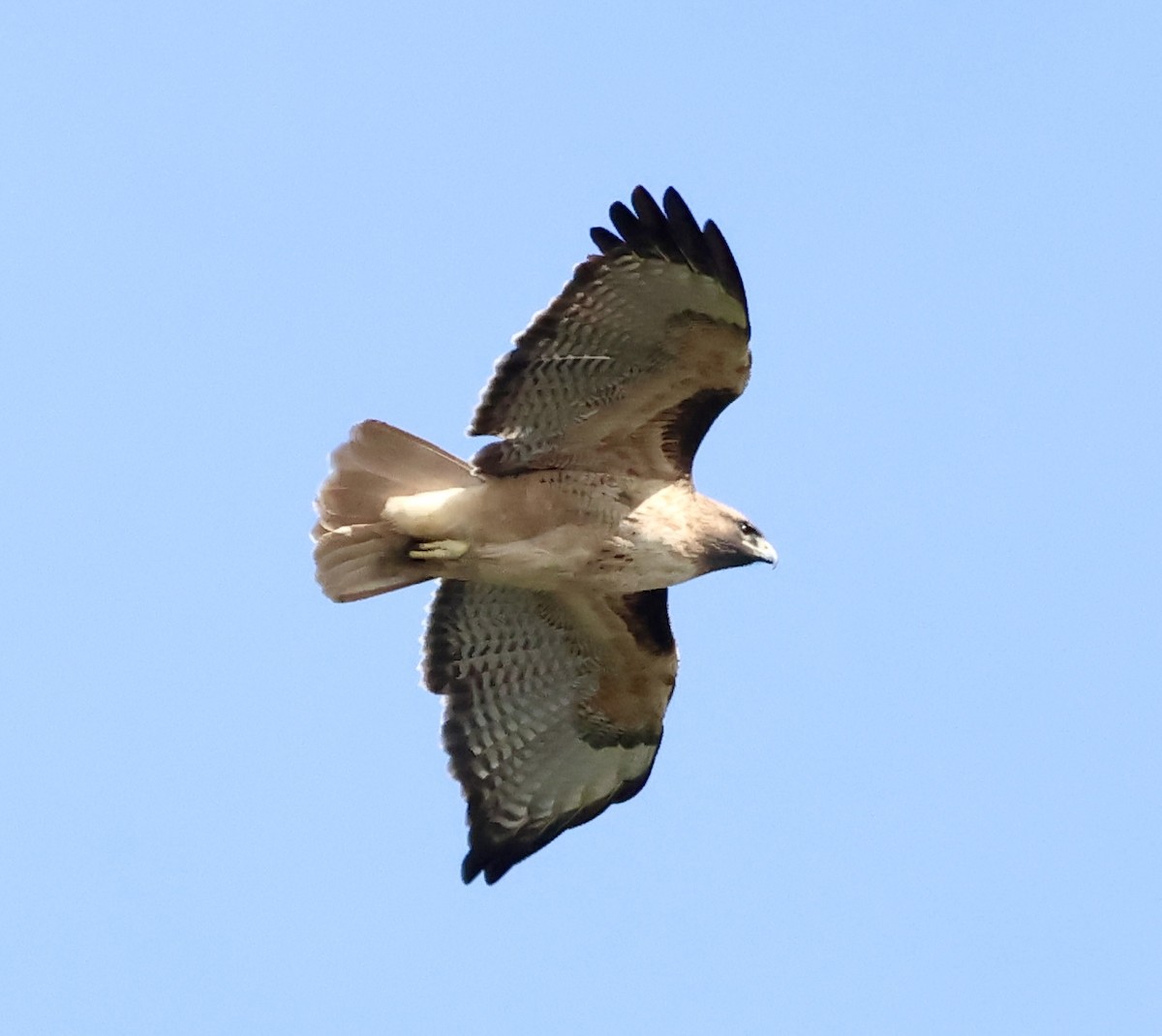 Канюк неоарктичний - ML646224677