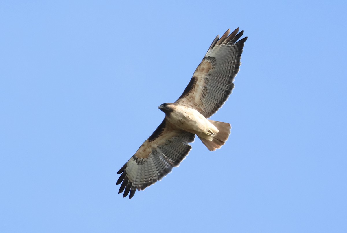 Канюк неоарктичний - ML646224678