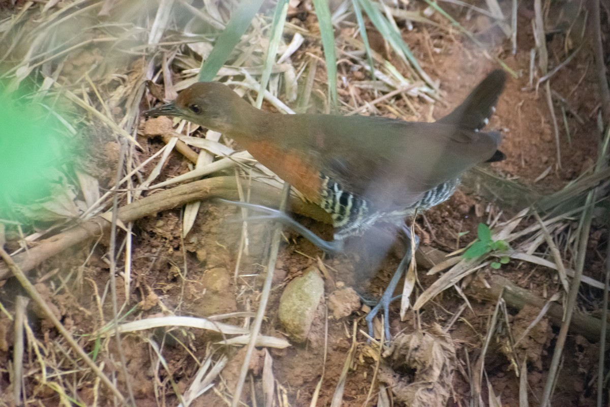 Slaty-legged Crake - ML646224679