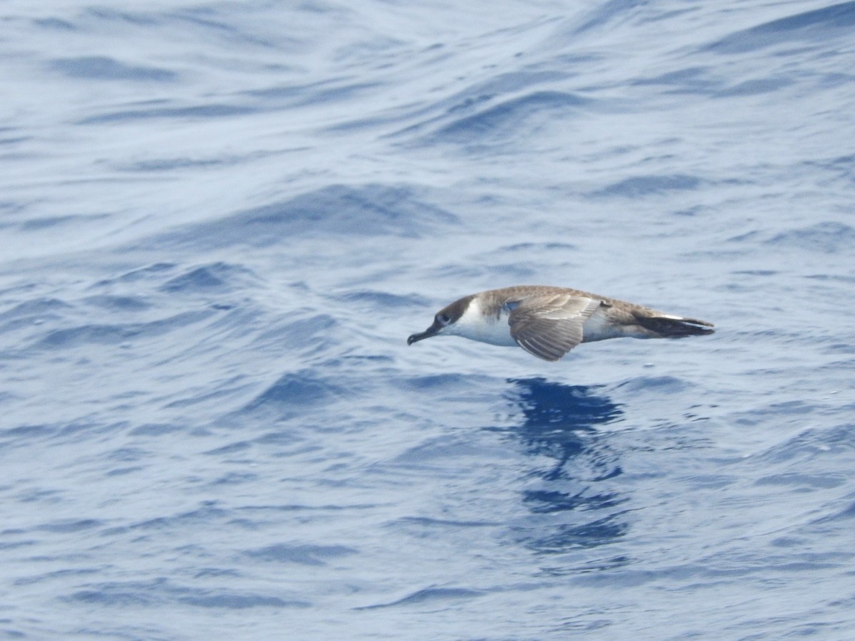 Great Shearwater - ML646224682