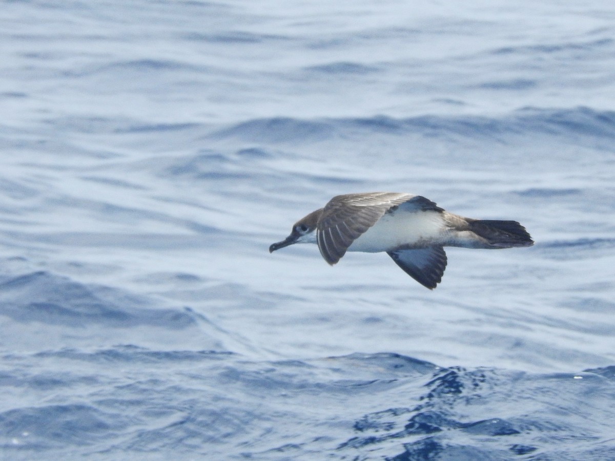 Great Shearwater - ML646224683