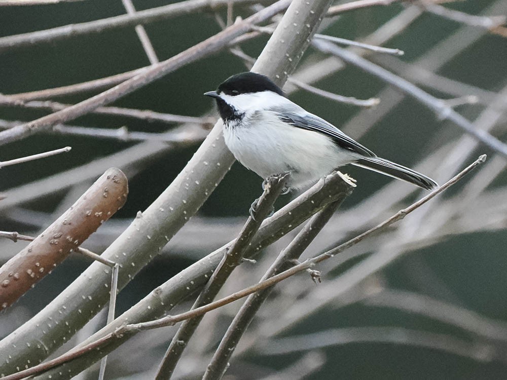 Black-capped Chickadee - ML646224685