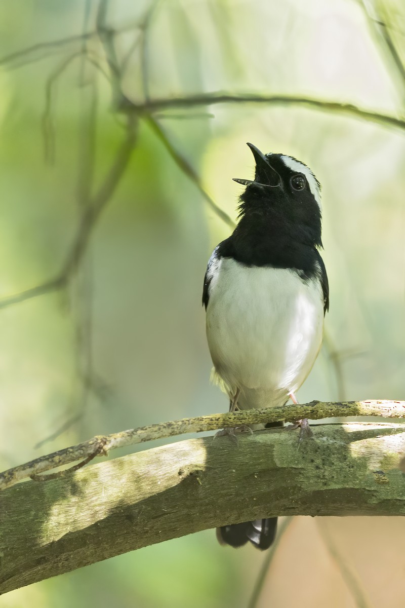 Visayan Shama - ML646224686