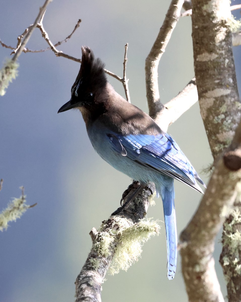 Steller Kargası - ML646224687