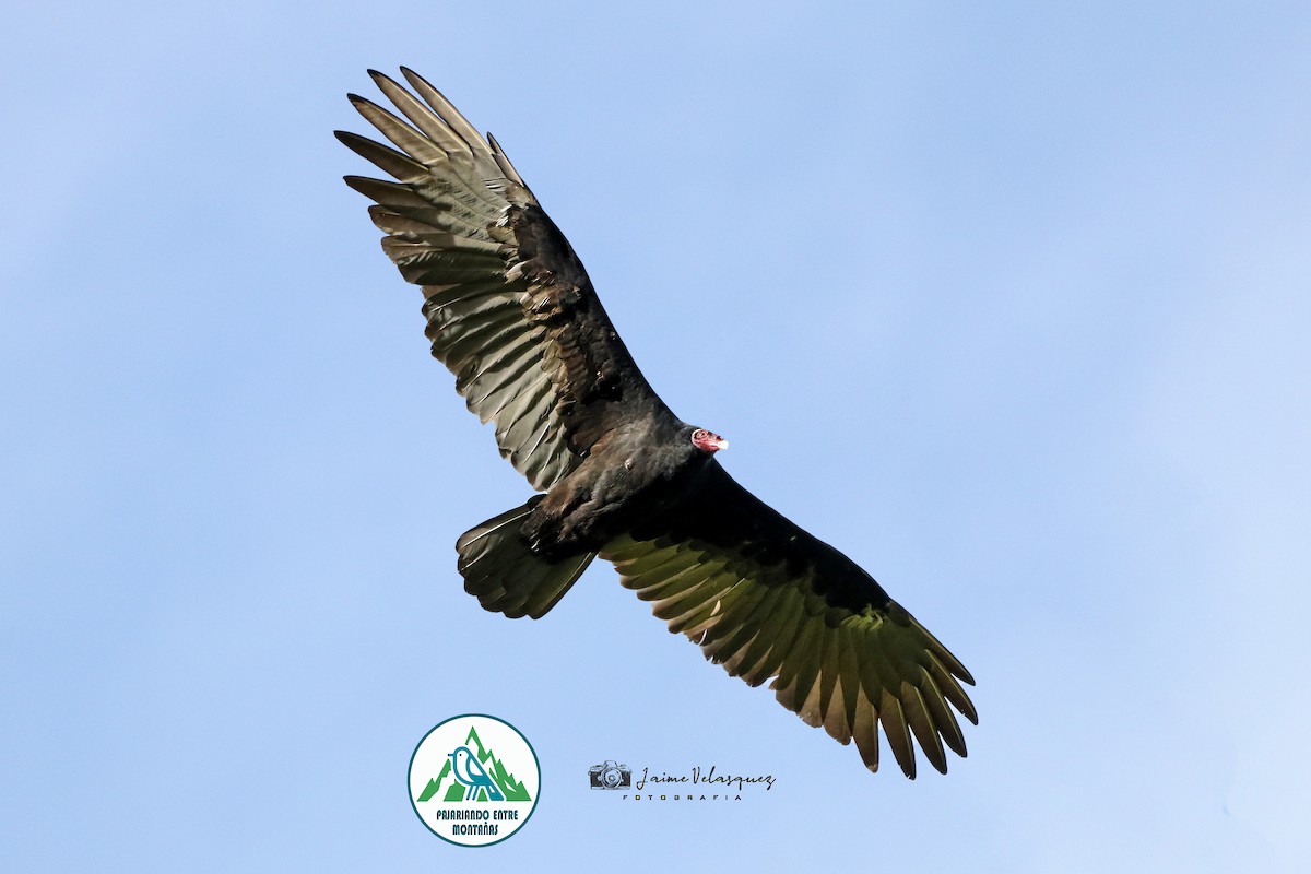 Turkey Vulture - ML646224689