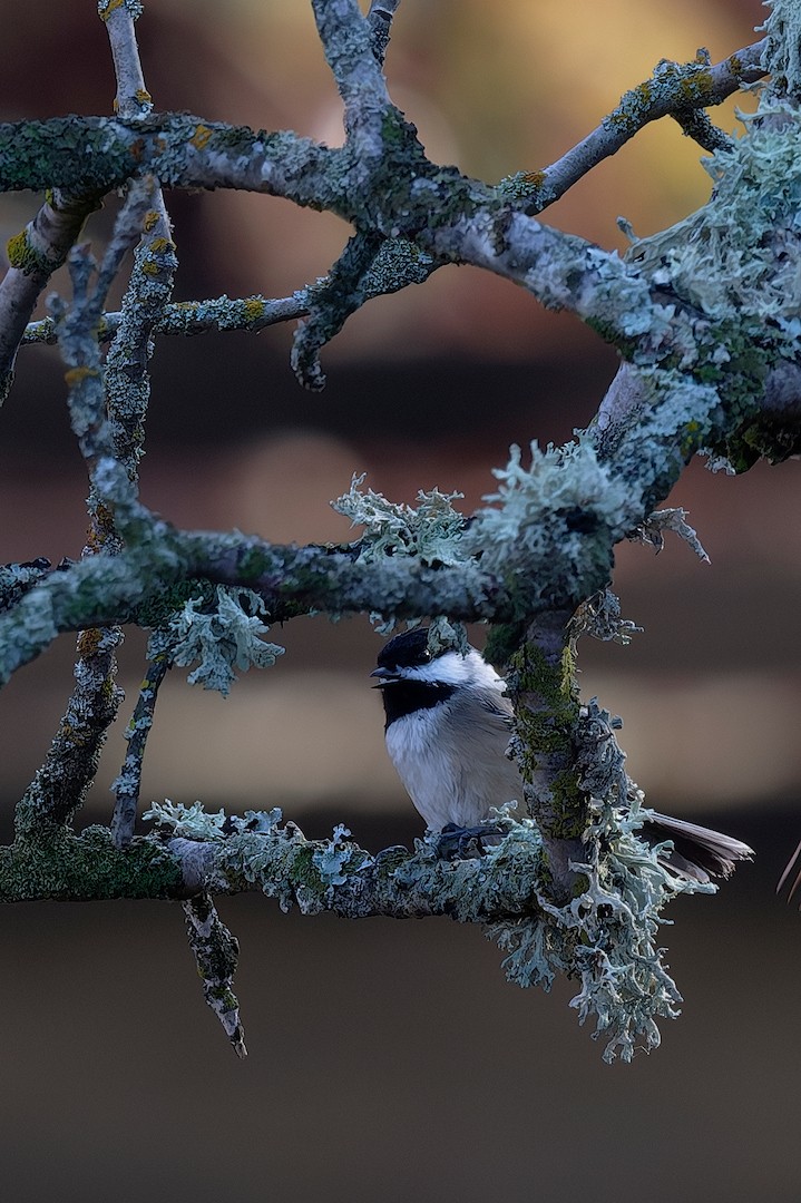 Black-capped Chickadee - ML646224701