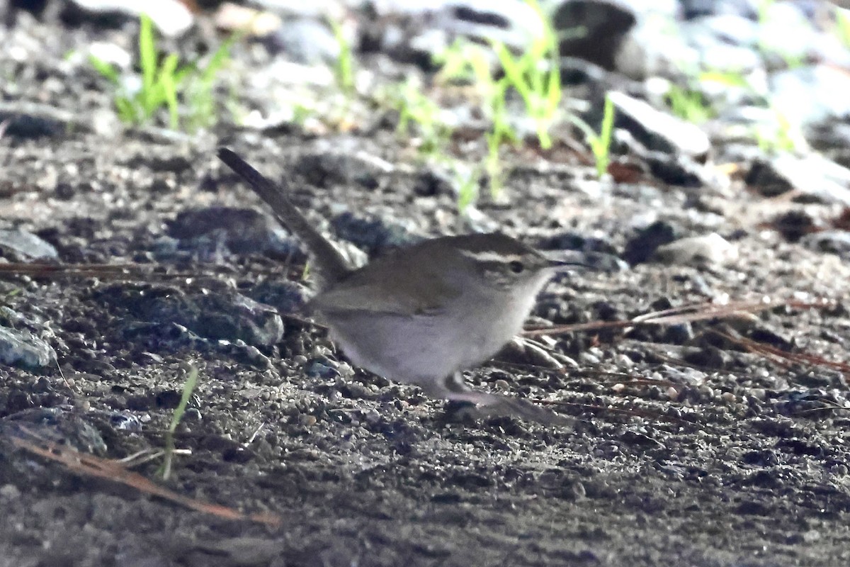 Підбуреник - ML646224702