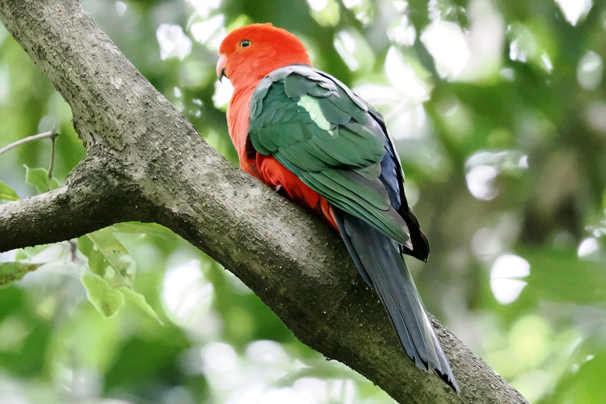 Australian King-Parrot - ML646224704