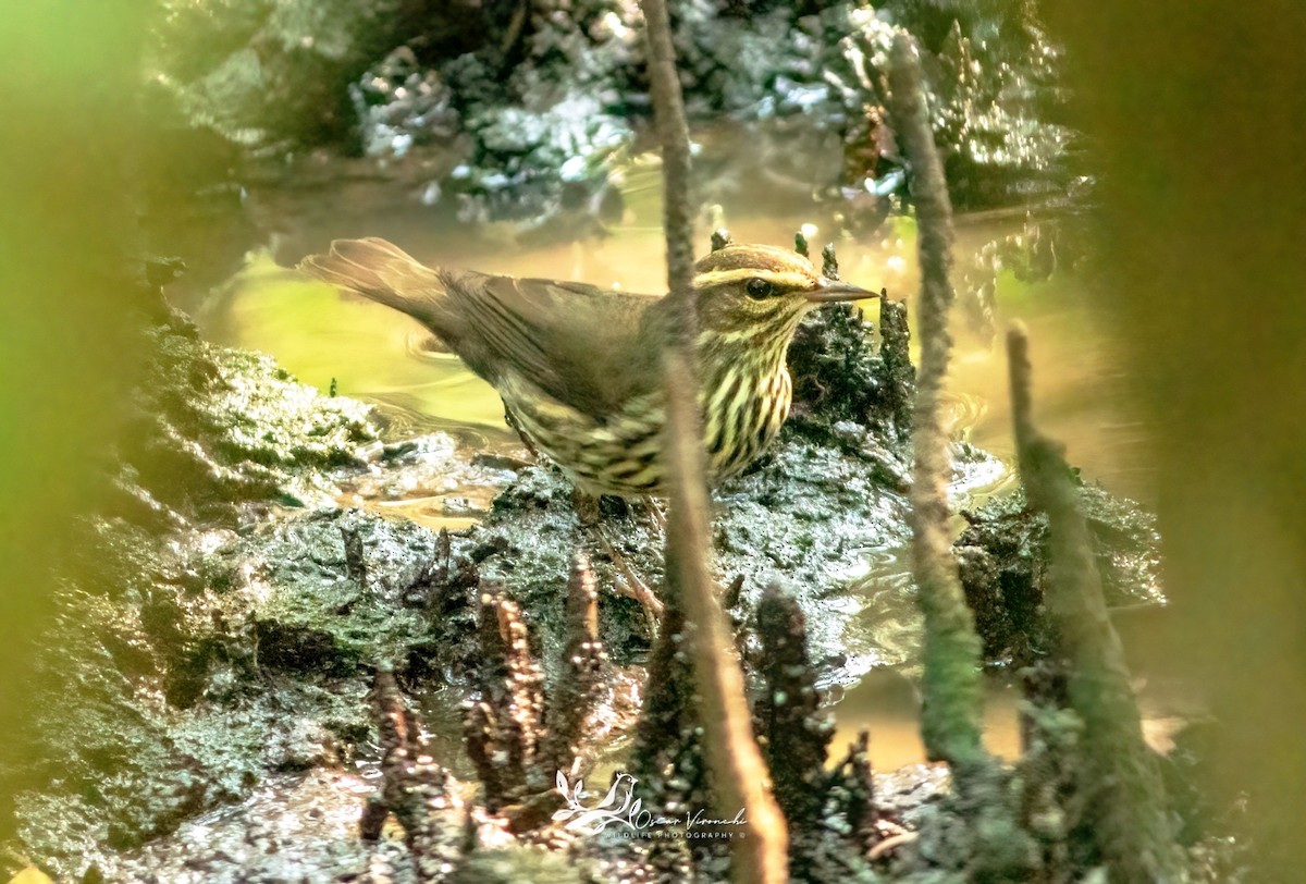 Northern Waterthrush - ML646224705