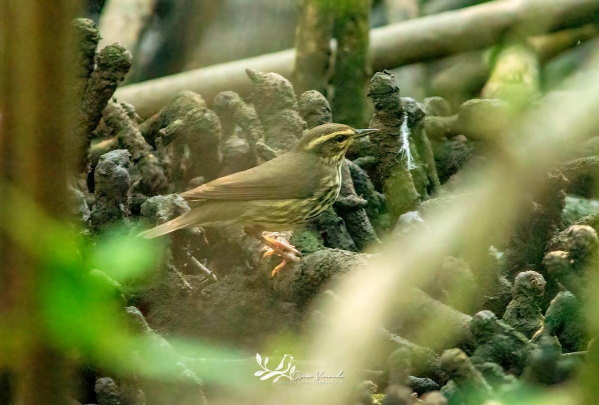 Northern Waterthrush - ML646224706
