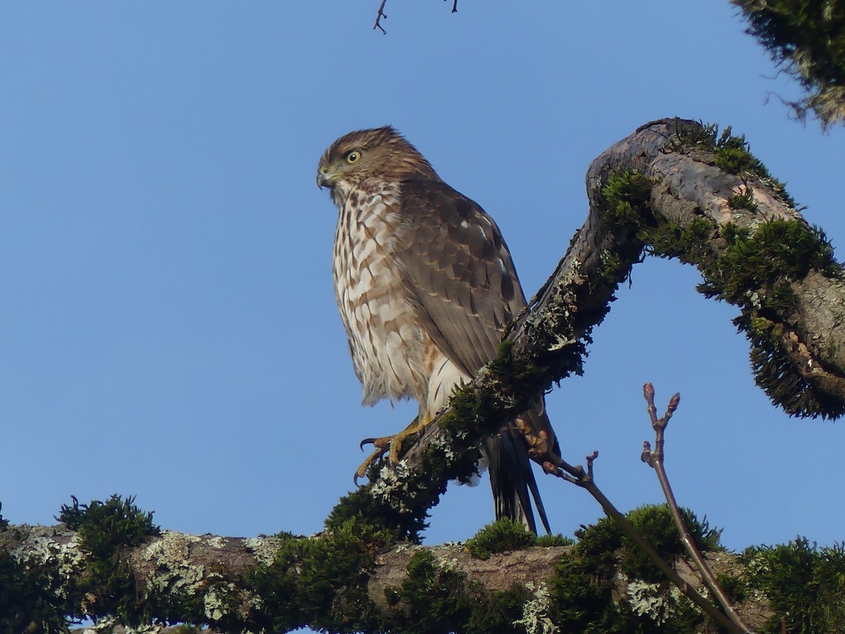 Cooper's Hawk - ML646224707