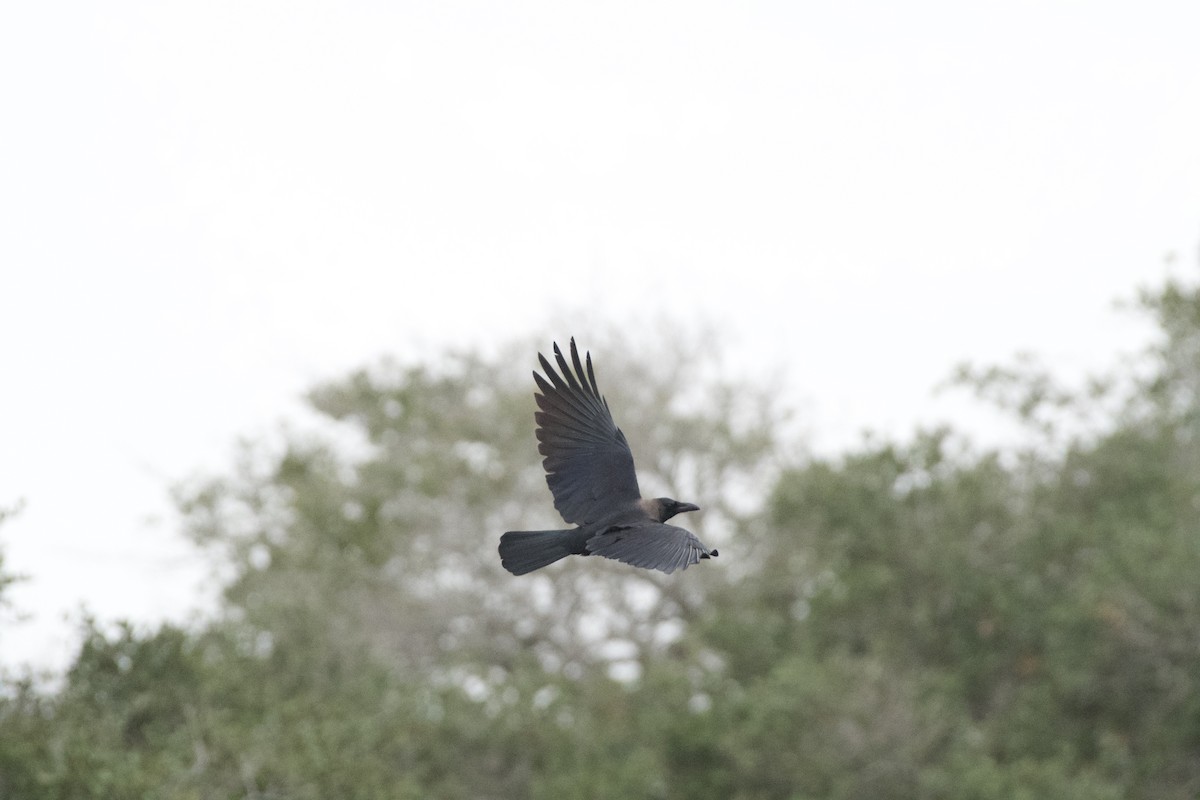 House Crow - ML646224710