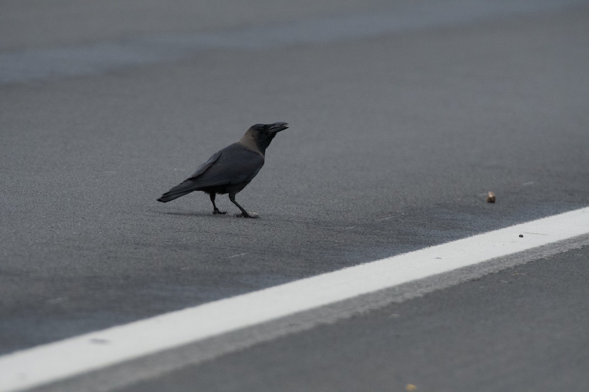 House Crow - ML646224711