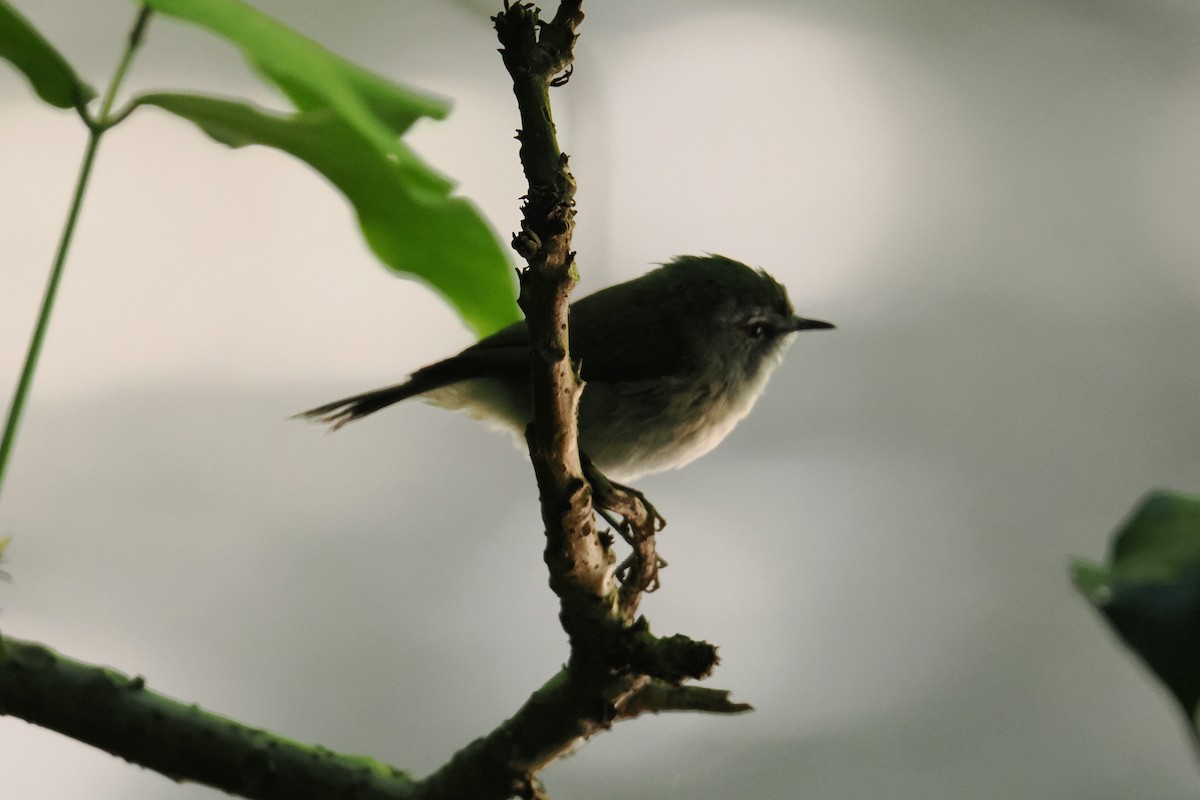 Brown Gerygone - ML646224712