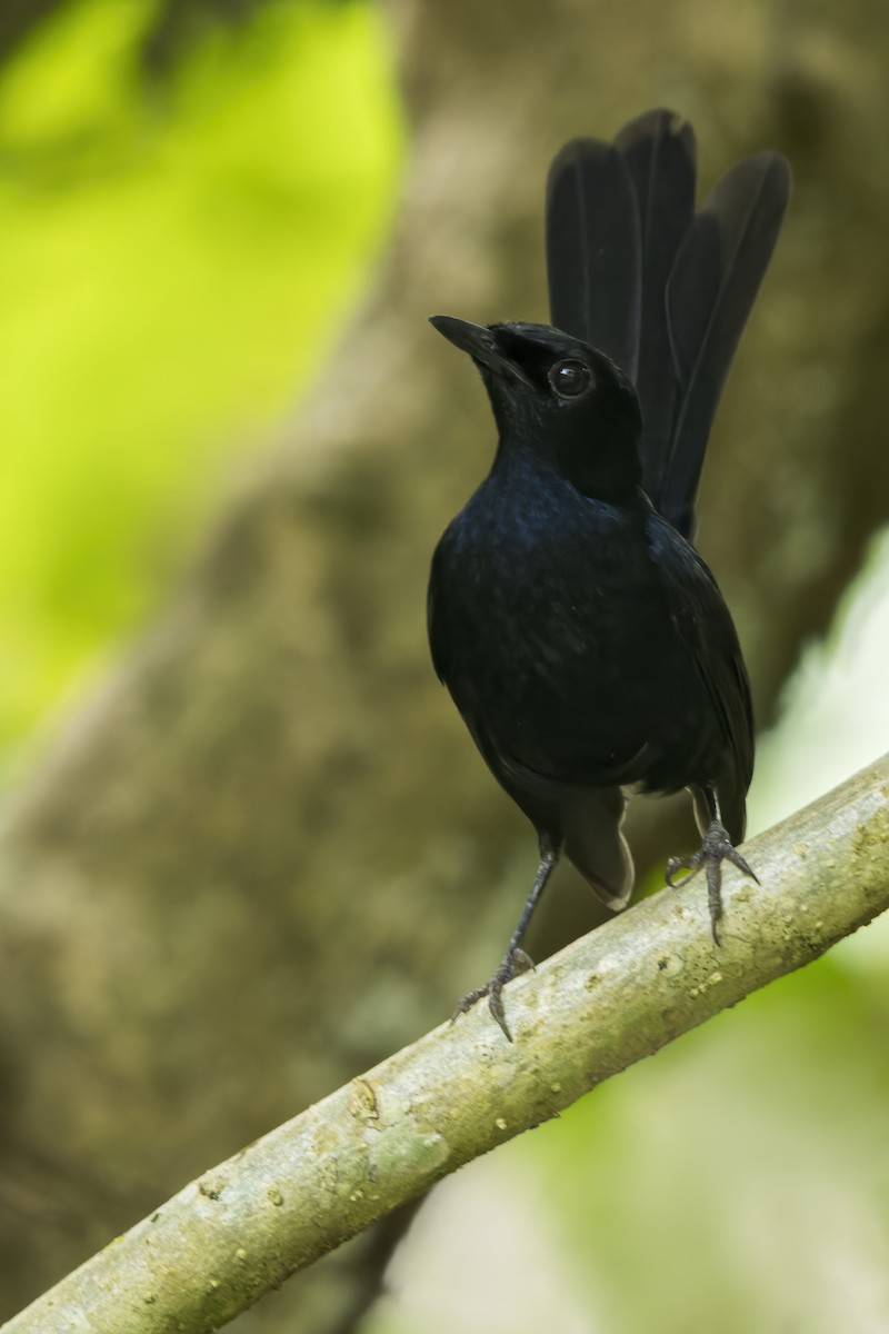 Black Shama - ML646224713