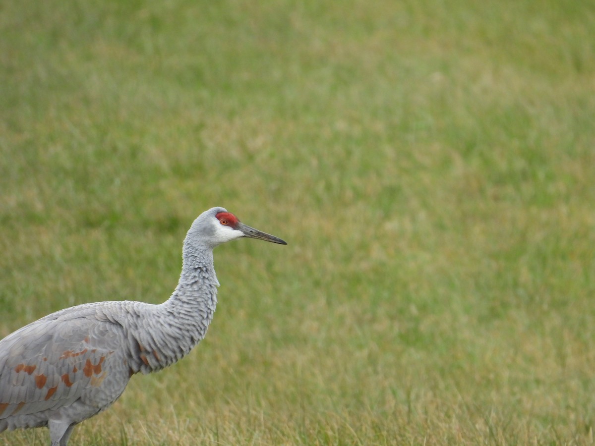 Sandhill Crane - ML646224717