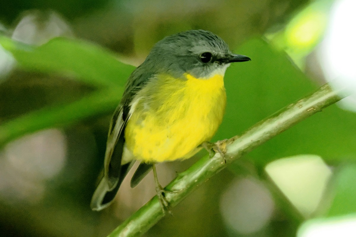 Eastern Yellow Robin - ML646224718