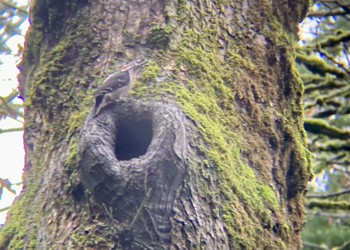 Hairy Woodpecker - ML646224719