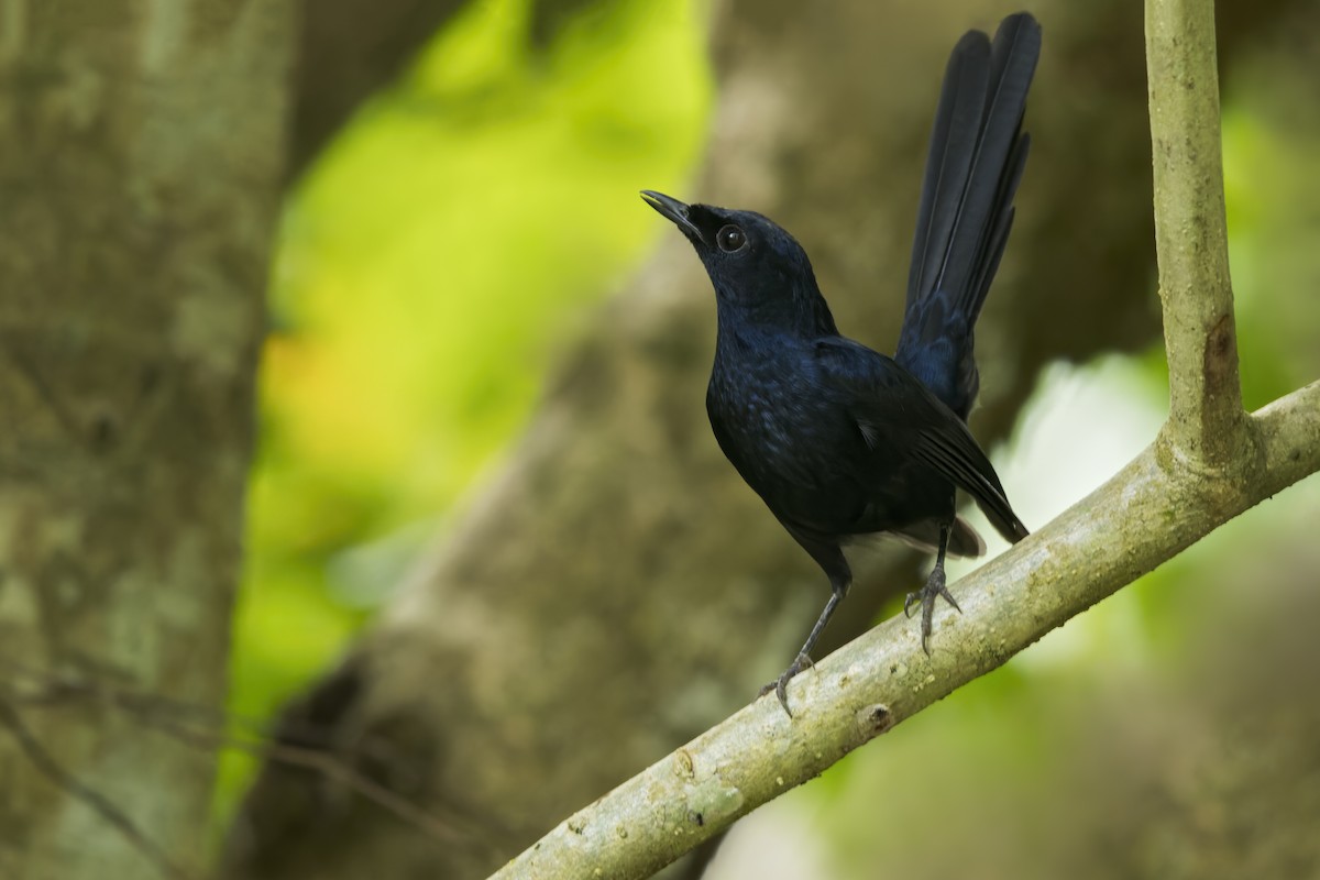 Black Shama - ML646224722