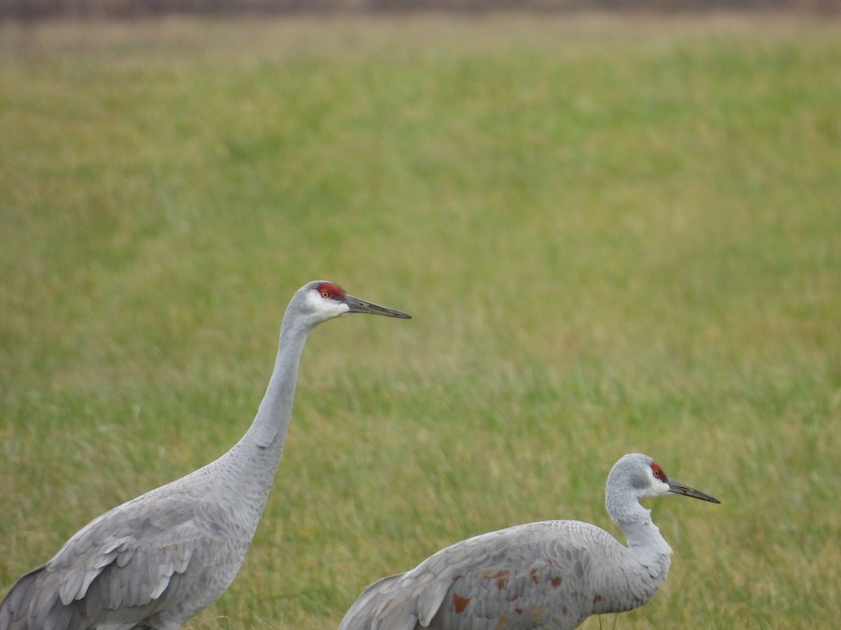 Sandhill Crane - ML646224725